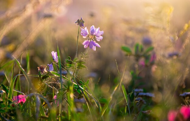 Beautiful wildflowers on a green meadow, summer evening with a bright meadow at sunset.