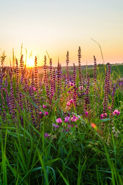 Beautiful wildflowers on a green meadow summer evening with a bright meadow at sunset