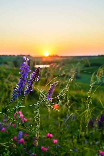 Beautiful wildflowers on a green meadow summer evening with a bright meadow at sunset