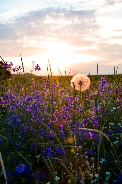 Beautiful wildflowers on a green meadow summer evening with a bright meadow at sunset