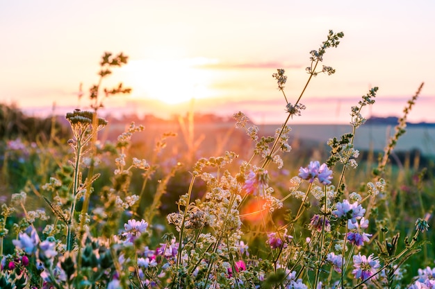 Beautiful wildflowers on a green meadow, warm summer evening with a bright meadow during sunset.