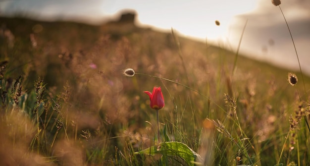 The beautiful wildflowers in the sunset rays