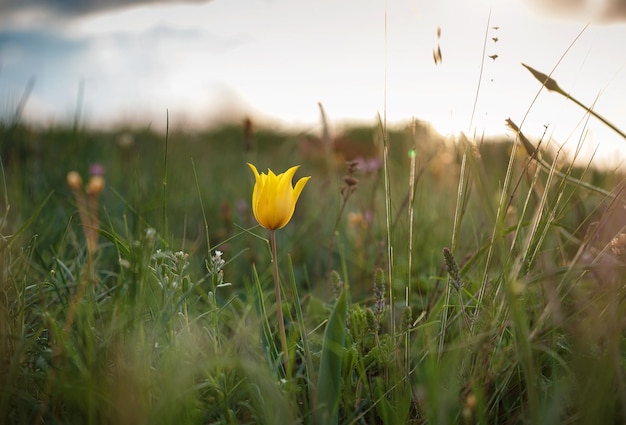 The beautiful wildflowers in the sunset rays