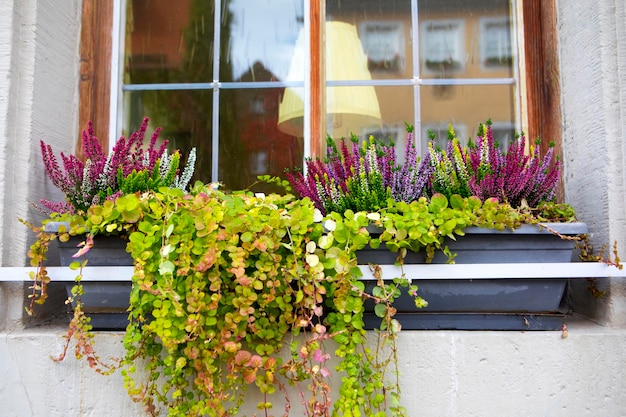 The beautiful windowsill of every household in the fairy tale town of Rothenburg, Germany