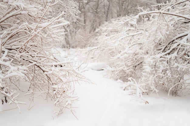 Beautiful winter forest after heavy first snow