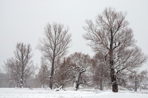 Beautiful winter forest covered snow, beautiful view winter forest