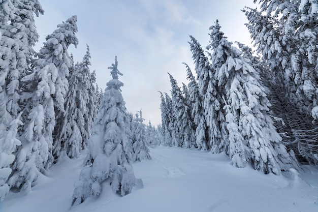 Beautiful winter forest landscape.