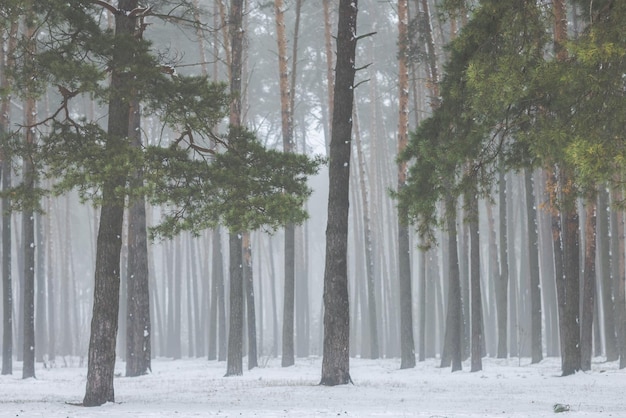 Beautiful winter forest or park in the fog beautiful fog trees in the fog