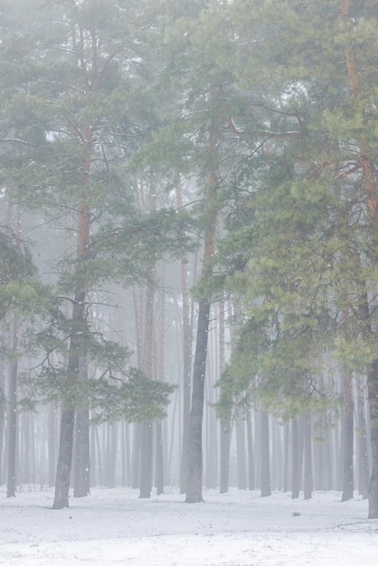 Beautiful winter forest or park in the fog beautiful fog trees in the fog