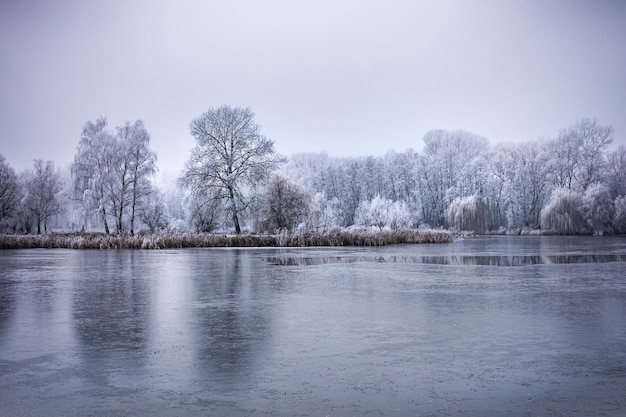 Beautiful winter in forest on the river at sunset Winter nature landscape Snowy branches on trees