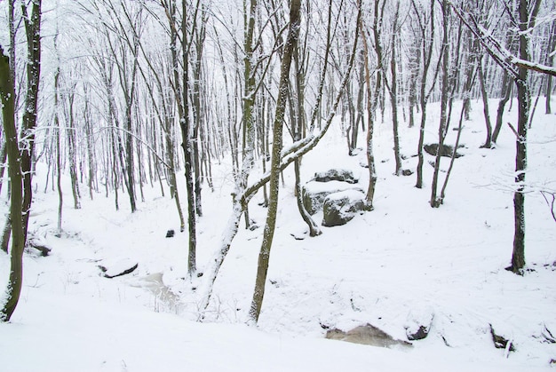 Beautiful winter forest  and the road