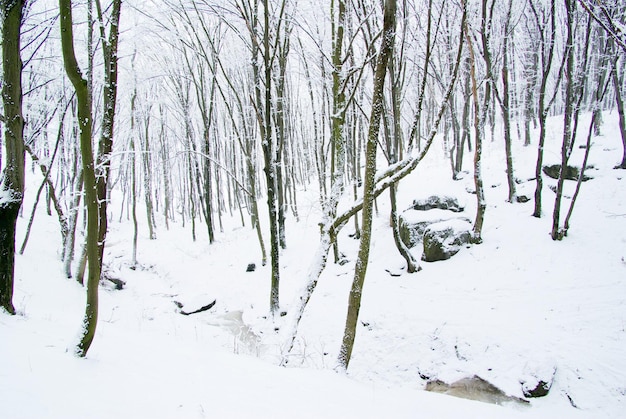 Beautiful winter forest and the road