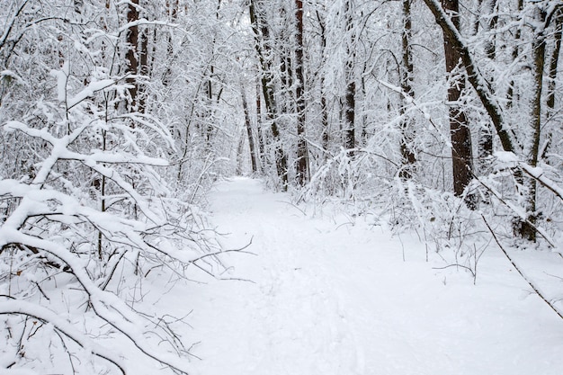 Beautiful winter forest and the road