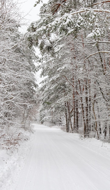 Beautiful winter forest with snowy trees and a white road fairy tale