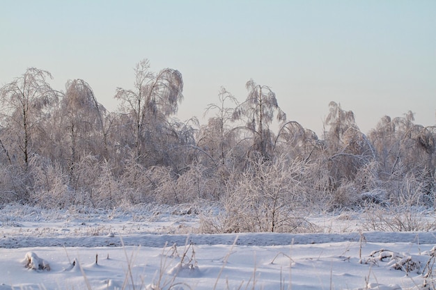 Beautiful winter forest