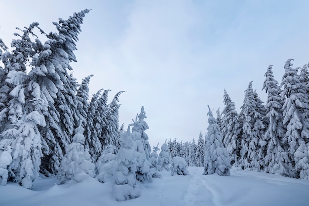 Beautiful winter landscape. Dense mountain forest with tall dark green spruce trees, path in white clean deep snow on bright frosty winter day.