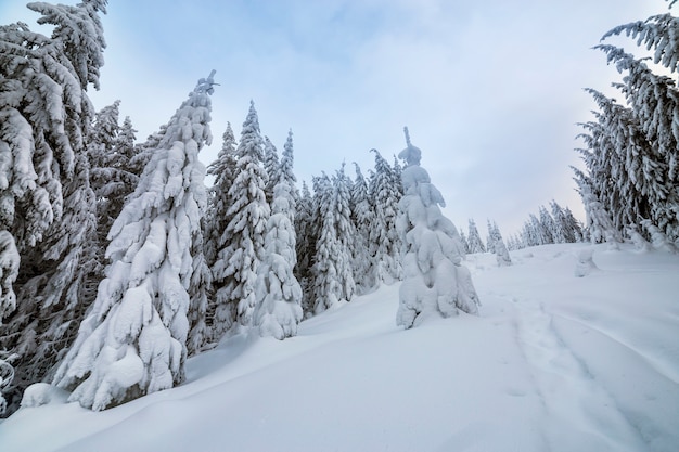 Beautiful winter landscape. Dense mountain forest with tall dark green spruce trees, path in white clean deep snow.