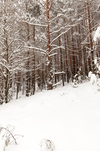 Beautiful winter landscape in the forest, tall trees covered with snow, the Earth is covered with white large snowdrifts