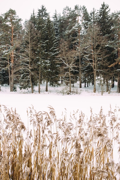 Beautiful winter landscape of a frozen lake and a lot of snow