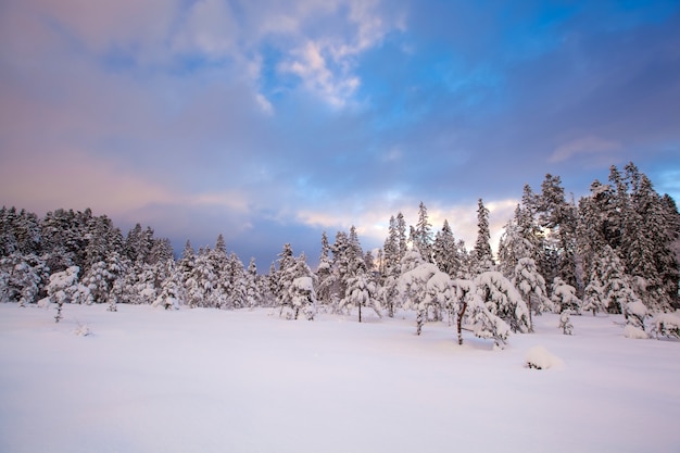 Beautiful winter landscape snow tree