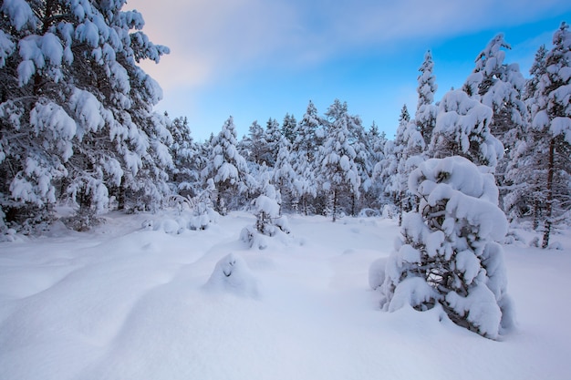 Beautiful winter landscape snow tree