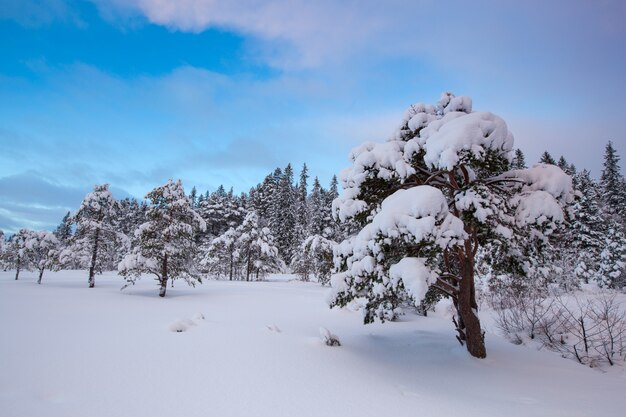 Beautiful winter landscape snow tree