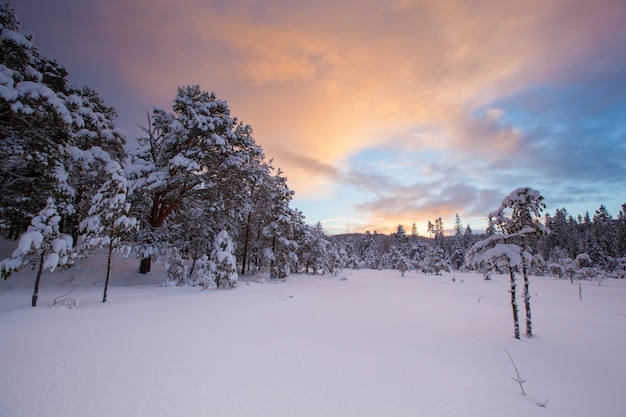 Beautiful winter landscape snow tree