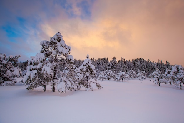 Beautiful winter landscape snow tree