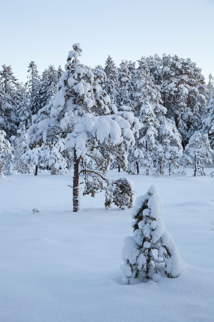 Beautiful winter landscape snow tree