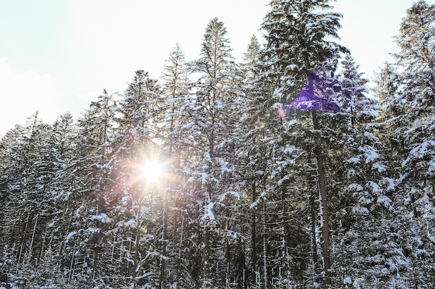 Beautiful winter landscape spruce snow covered sunny weather