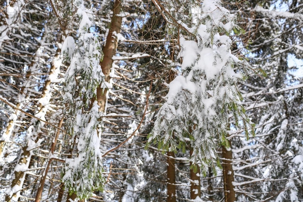 Beautiful winter landscape spruce snow covered sunny weather