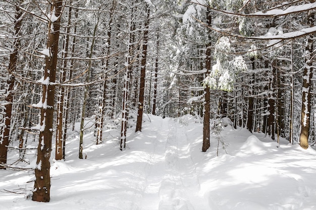 Beautiful winter landscape spruce snow covered sunny weather