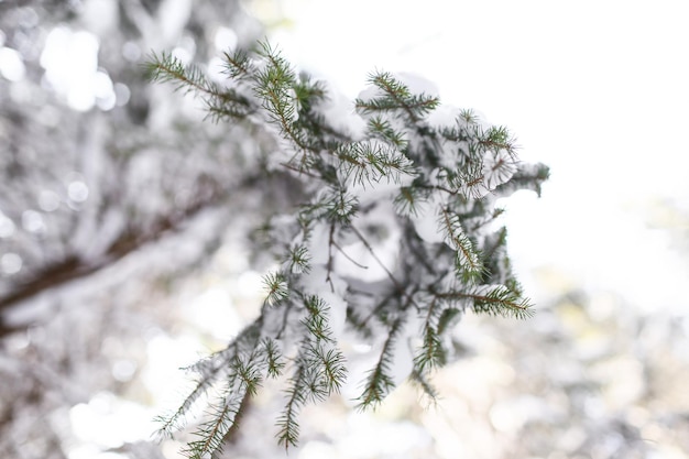 Beautiful winter landscape spruce snow covered sunny weather