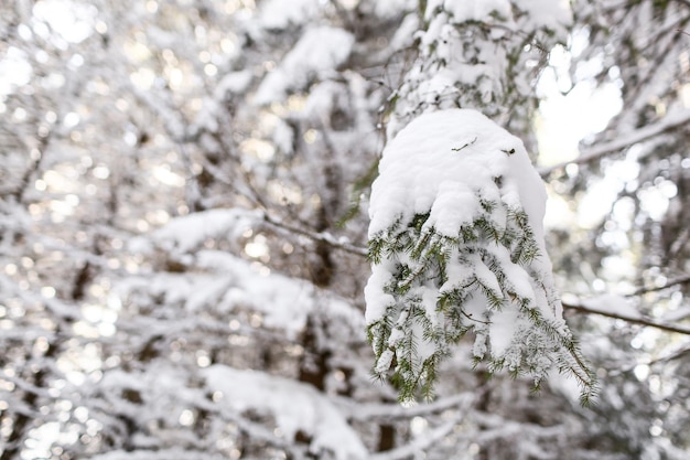 Beautiful winter landscape spruce snow covered sunny weather