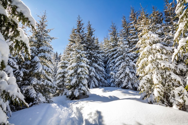 Beautiful winter landscape. Tall fir-trees covered with deep snow and frost lit by bright sun rays on clear blue sky