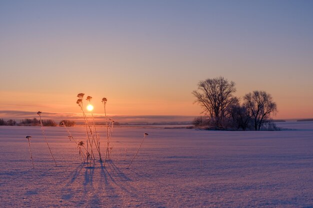 Beautiful winter landscape and views of the rising sun and trees in the field