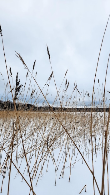 Beautiful winter landscape on white field at edge of forest field of white snow and ice on horizon