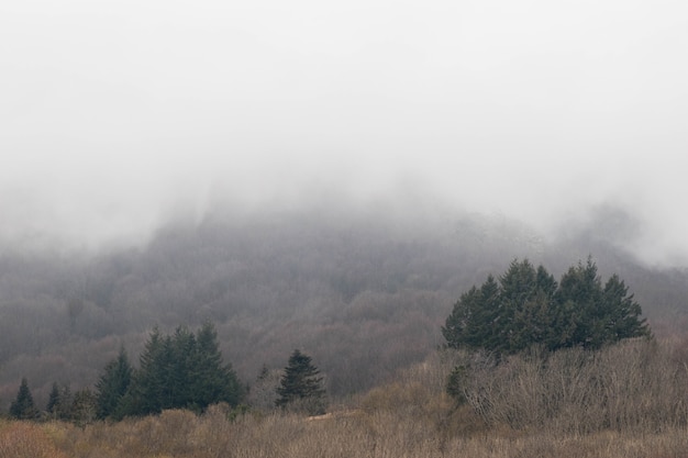 Beautiful winter landscape with fog and trees on the mountain