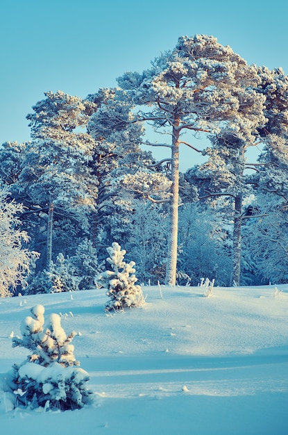 Beautiful winter landscape with the pine forest