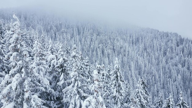 Beautiful winter landscape with snow covered firs at snowy and foggy day drone video