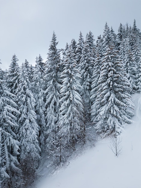 Beautiful winter landscape with snow covered firs at snowy and foggy day