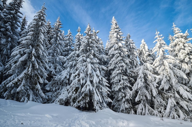 Beautiful winter landscape with snow covered firs at snowy and foggy day