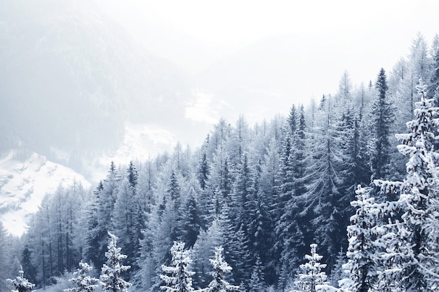 Beautiful winter landscape with snow covered mountain forest