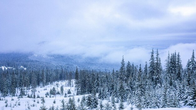 Beautiful winter landscape with snow covered trees Winter mountains