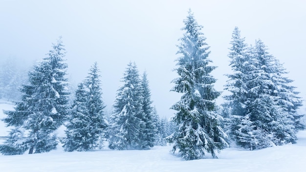 Beautiful winter landscape with snow covered trees Winter mountains