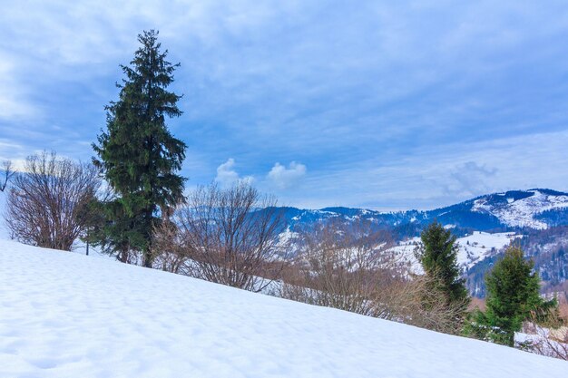 Beautiful winter landscape with snow covered trees Winter mountains