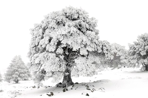 Beautiful winter landscape with snow covered trees.