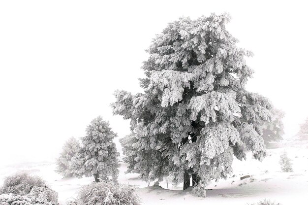 Beautiful winter landscape with snow covered trees.