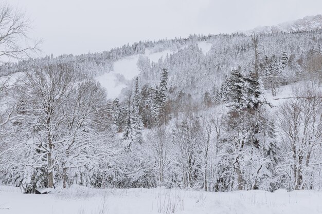 Beautiful winter landscape with snow covered trees