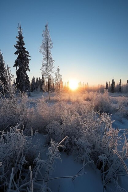 Beautiful winter landscape with trees covered with hoarfrost at sunset